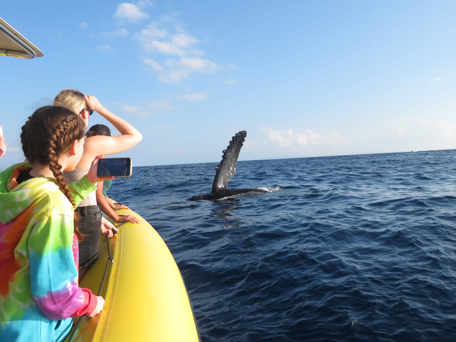 The Science Behind the Humpback Whale Migration to Maui