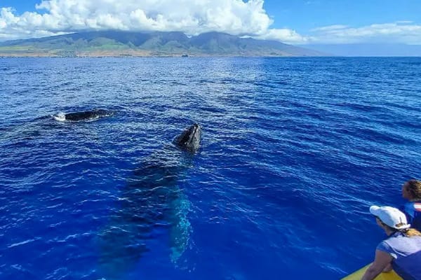 Why Small Group Whale Watching in Maui Makes All the Difference