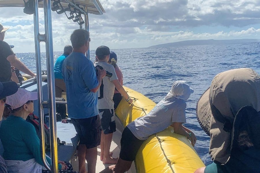 Whale Watching Trips in Maui: Everything You Need to Know Before You Go