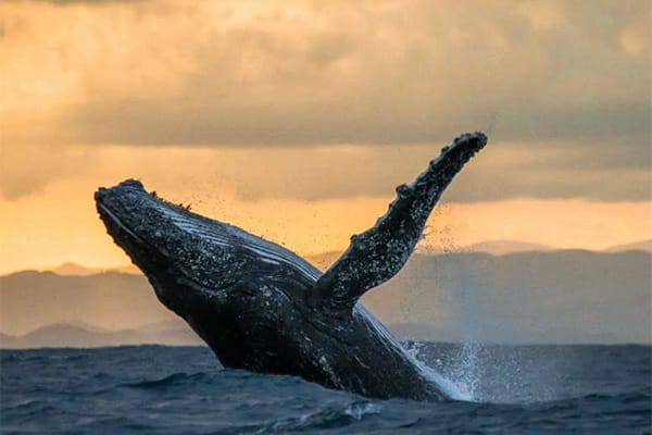 Humpback Whale Behaviour During the Hawaii Migration