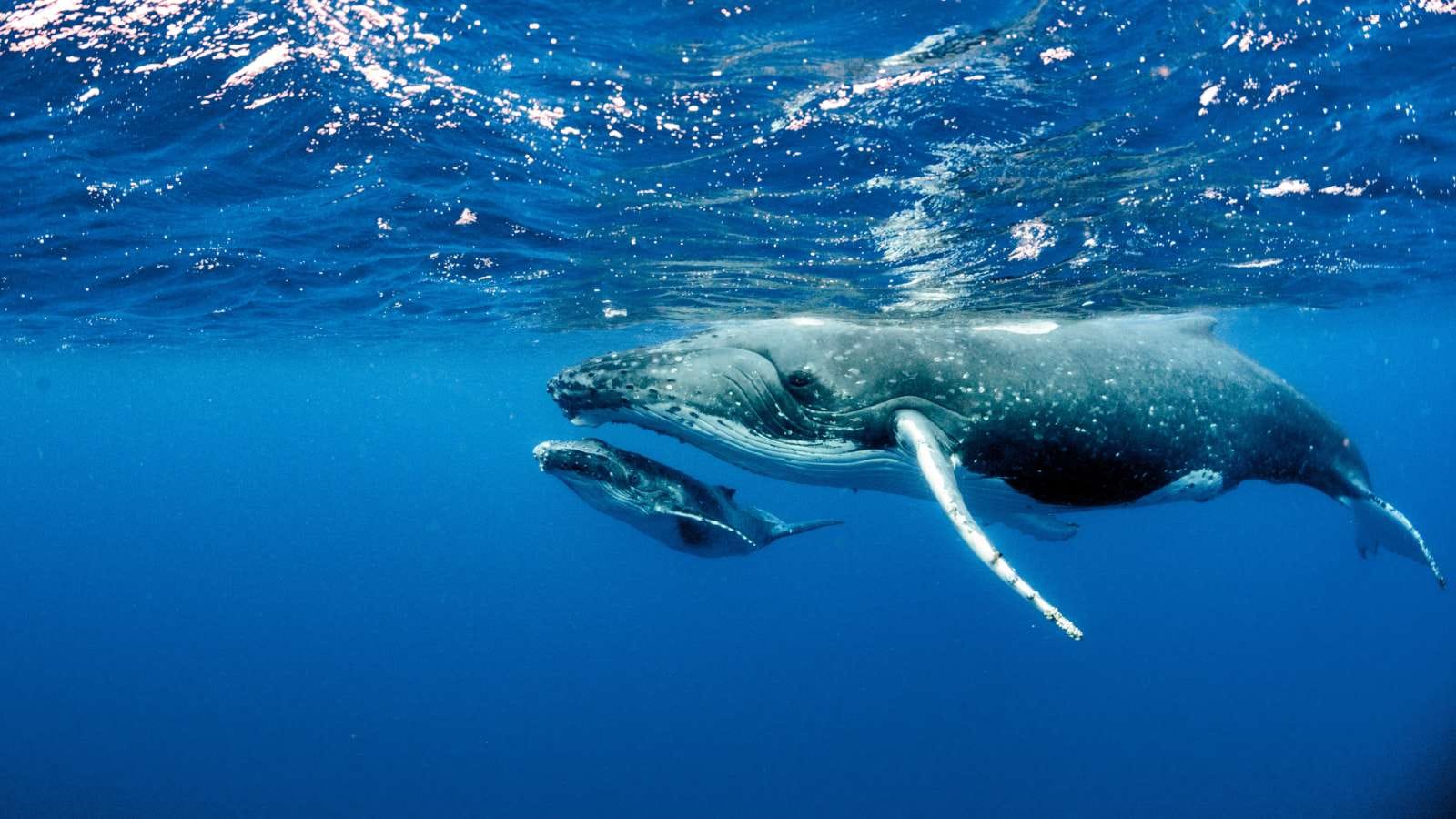 A humpback whale mother and calf underwater in the Au'au Channel
