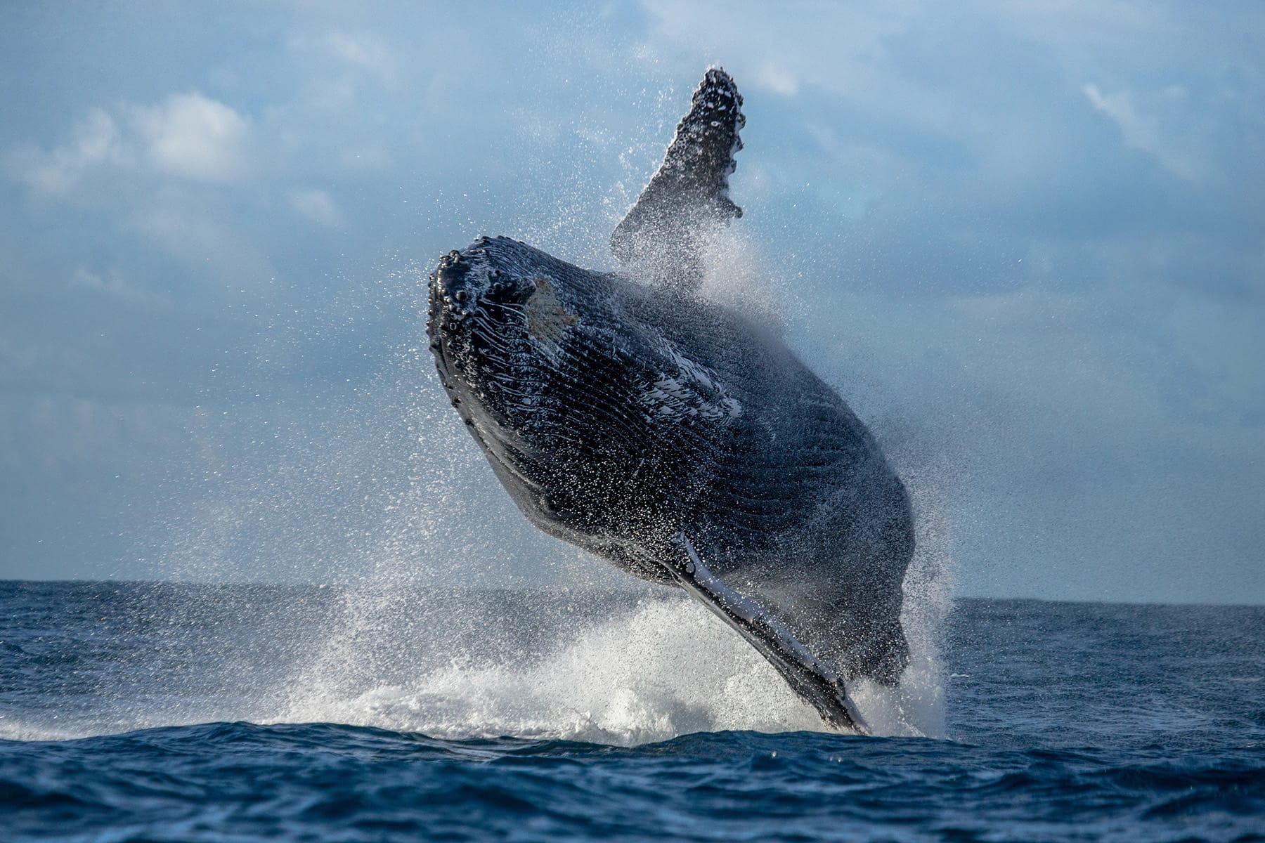 A humpback whale breaching clear of the water off Lahaina, Maui