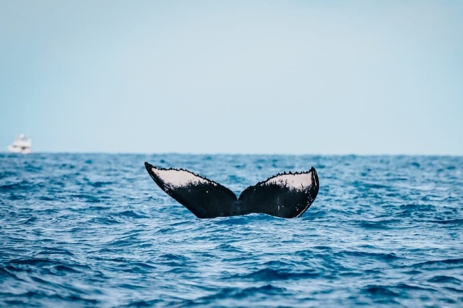Whale Watching in Maui in November: What to Expect Early Season