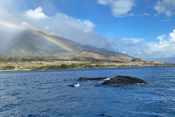 Best Whale Watching Spots in Maui: Where to Find Humpbacks