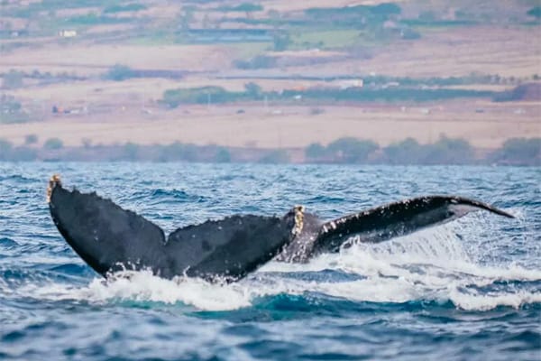Can You See Whales from Shore in Maui? The Best Spots to Try