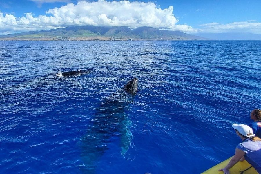 Two humpback whales surfacing beside the raft off Lahaina